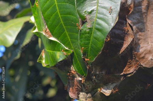 The weaver ant's ability to build capacious nests from living leaves has undeniably contributed to their ecological success.  photo