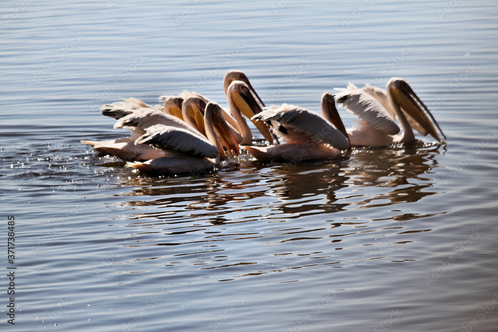 Fototapeta premium A Pelican in Kenya