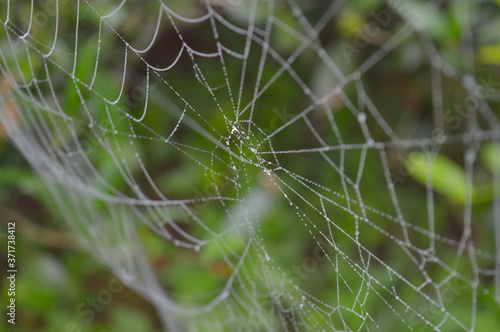 spider web with dew drops in the morning. 
