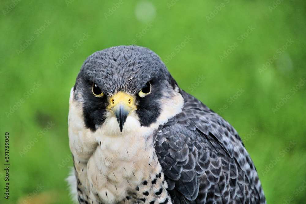 A view of a Peregrine Falcon