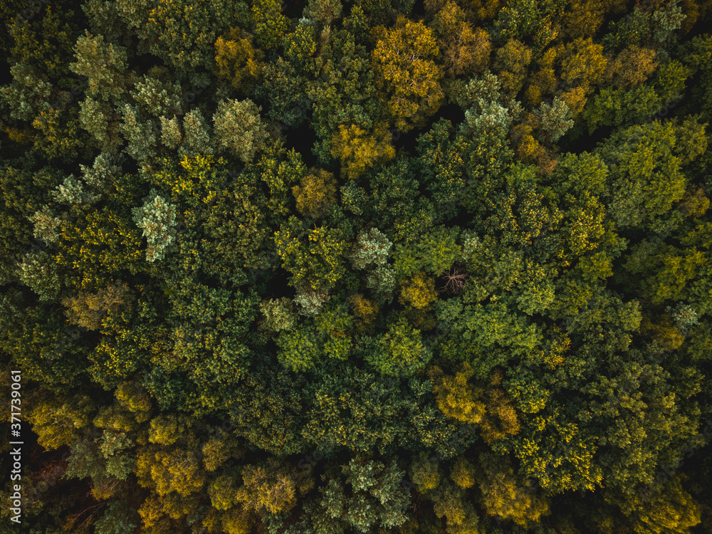 Spruce and Pine Trees in Autumnal Forest. Top Down Drone View