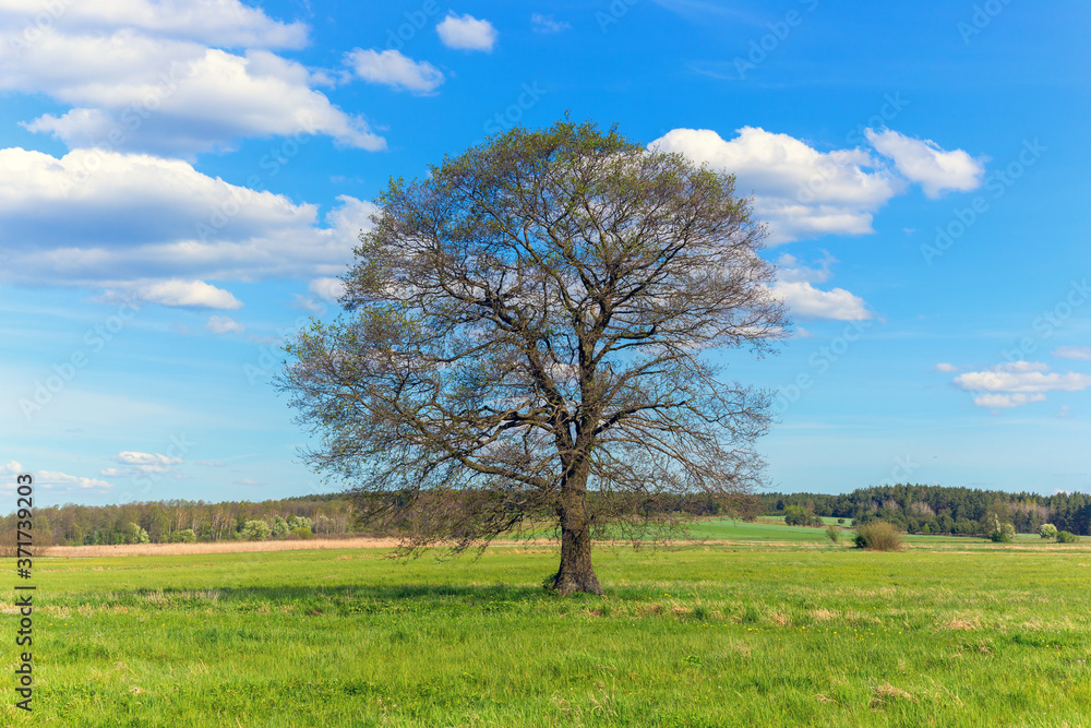Lonely tree on the field in summer day Lonely tree on the field in summer day