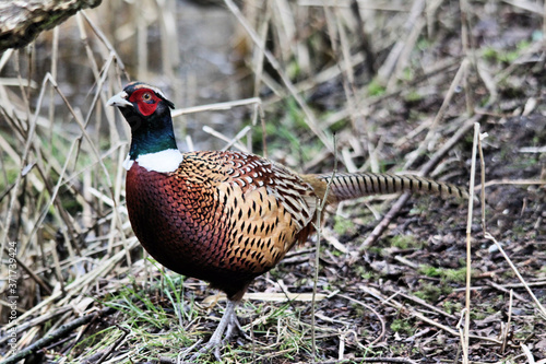 A view of a Pheasant at Leighton Moss Nature Reserve