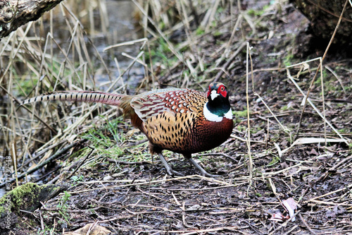 A view of a Pheasant at Leighton Moss Nature Reserve photo