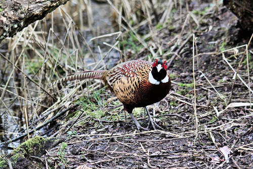 A view of a Pheasant at Leighton Moss Nature Reserve photo