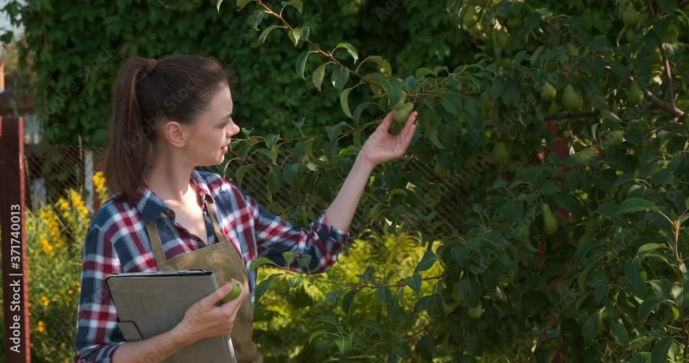 Agronomist woman conducts inspection of pear tree in fruit garden and puts indicators in tablet. Agribusiness concept. Control over observance of technology of cultivation agricultural plants. Agronomist woman conducts inspection of pear tree in fruit garden and puts indicators in tablet. Agribusiness concept. Control over observance of technology of cultivation agricultural plants.
