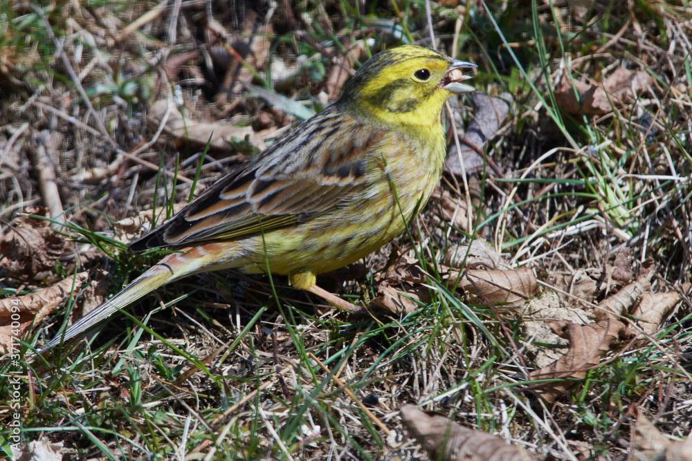 Goldammer Männchen im Frühjahr Goldammer Männchen im Frühjahr