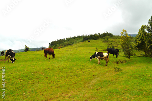 Cows grazing on a green hilltop