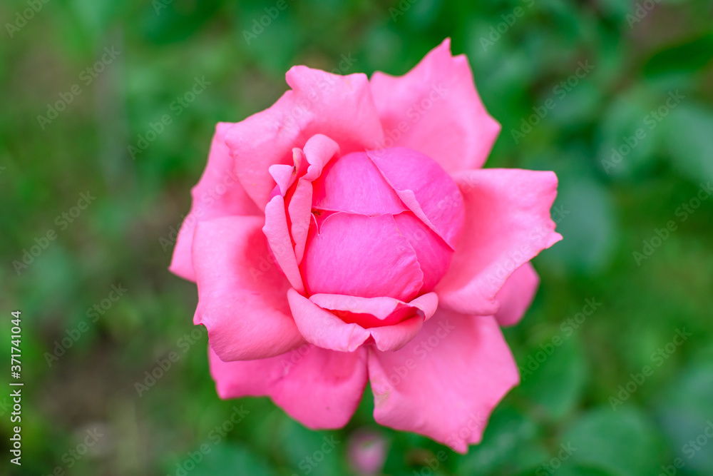 One vivid pink magenta rose and blurred green leaves in a garden in a sunny summer day, beautiful outdoor floral background photographed with soft focus. One vivid pink magenta rose and blurred green leaves in a garden in a sunny summer day, beautiful outdoor floral background photographed with soft focus.
