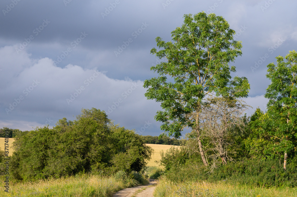 Obraz premium Landschaft im Sommer