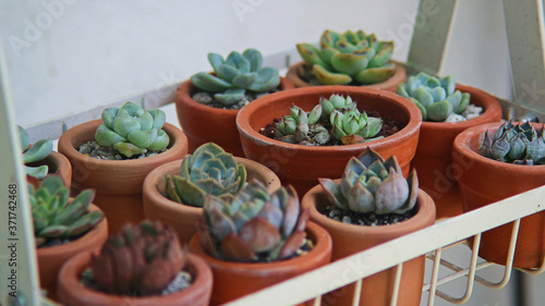 cactus in pots © Christine