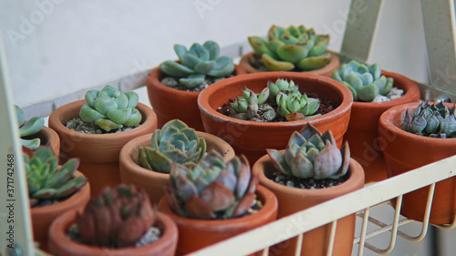 cactus in pots