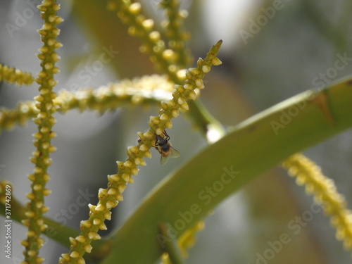 Wildlife in Palm Trees