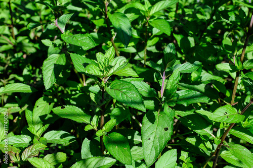 Wallpaper Mural Fresh green peppermint or mentha × piperita, also known as Mentha balsamea leaves in direct sunlight, in an organic herbs garden, in a sunny summer day. Torontodigital.ca