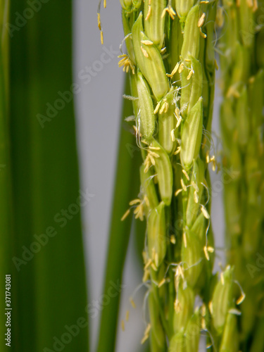 Fototapeta Naklejka Na Ścianę i Meble -  Rice  field,Pollen rice.