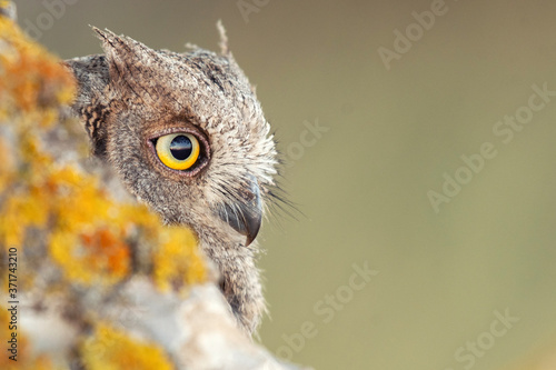 Scops Owl looking out of nesthole. Otus scops close up photo