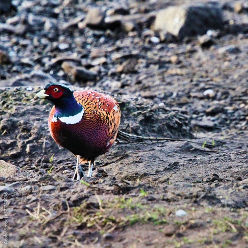 A view of a Pheasant at Leighton Moss Nature Reserve photo