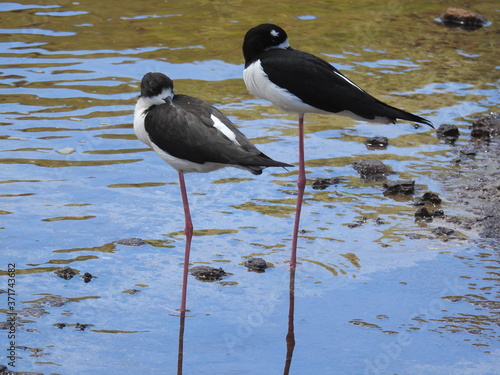 Hawaiian Waterbirds