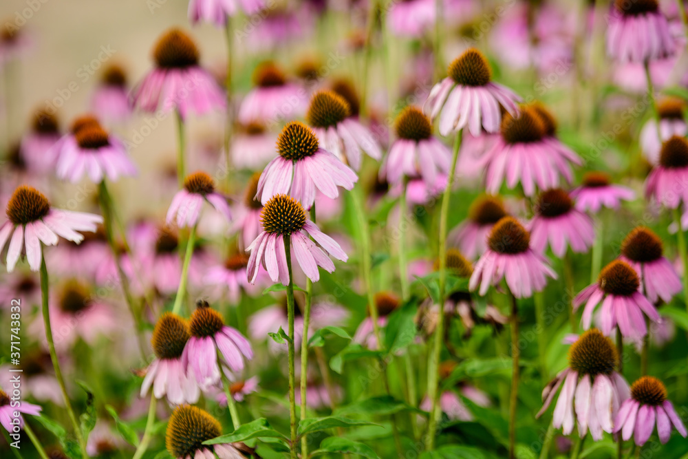 Fototapeta premium Vivid vivid pink delicate echinacea flowers in soft focus in a garden in a sunny summer day.