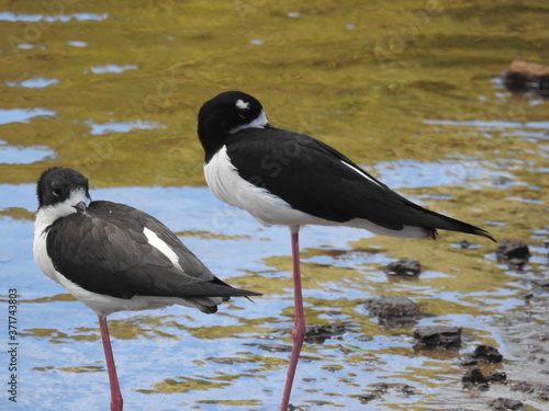 Hawaiian Waterbirds