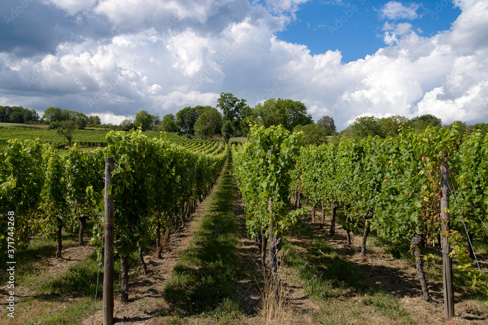 Paysage viticole en Alsace  route du vin