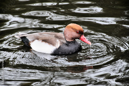 A Pochard Duck on the water photo