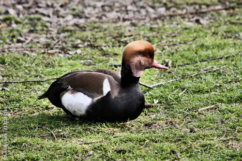 A Pochard Duck on the water photo