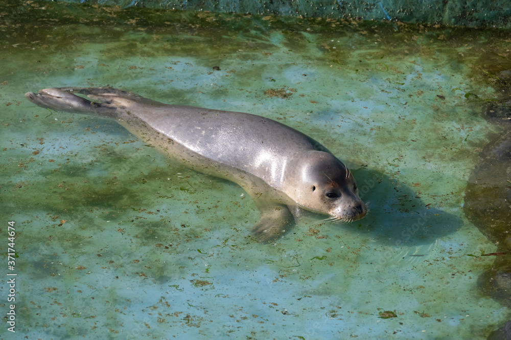 Obraz premium ゴマフアザラシの幼獣