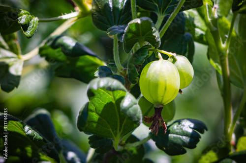 green gooseberries on a bush