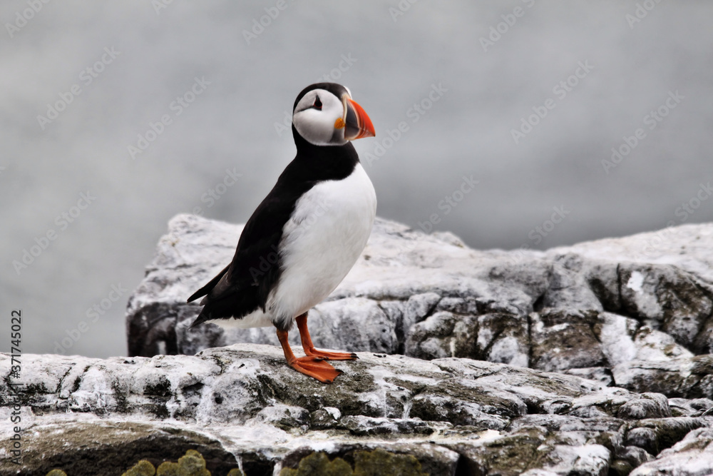 Fototapeta premium A Puffin on Farne Islands