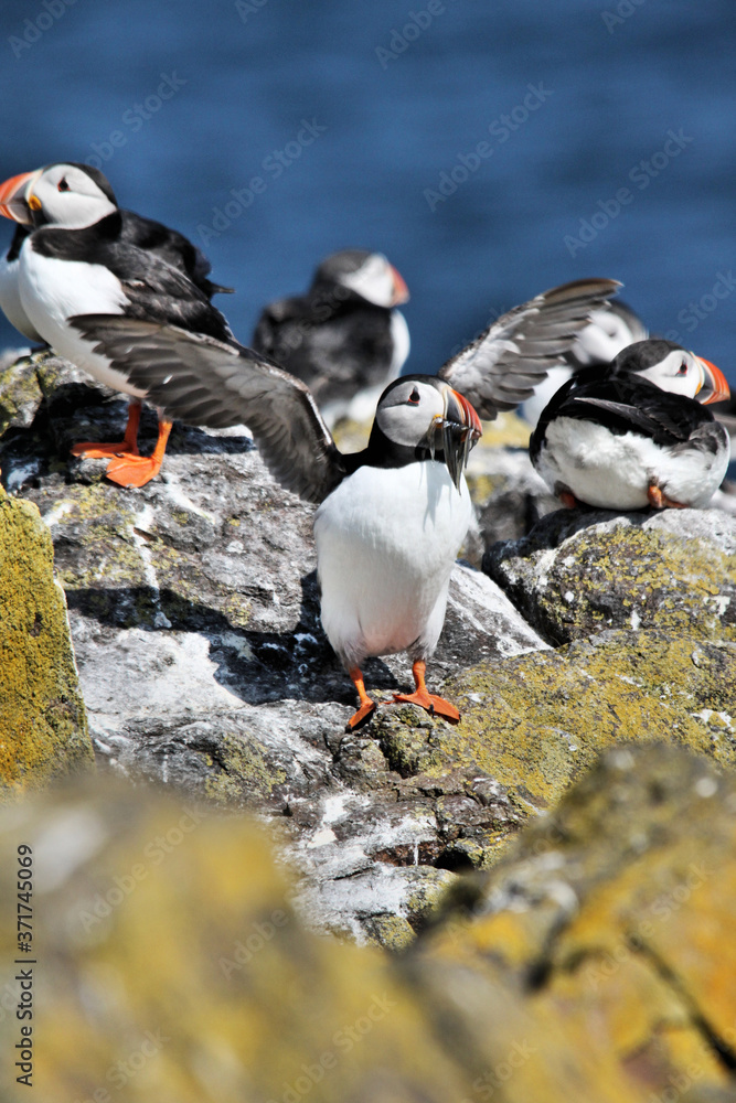 Fototapeta premium A Puffin on Farne Islands