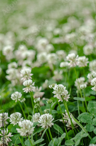 Flowers of a white clover on a field. Background in a rustic style