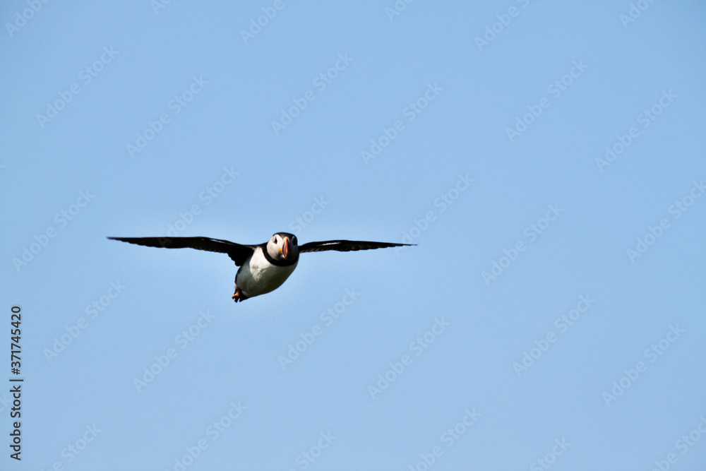 A puffin in flight over Farne Islands A puffin in flight over Farne Islands