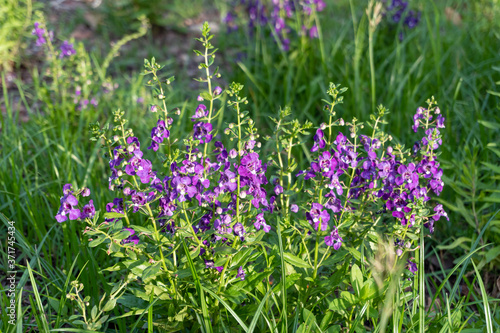 A close up of Duranta erecta  Purple small flowers in the park on blurred background with copy space  Selective focus.