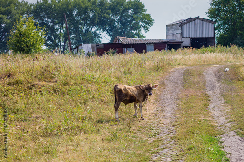 horse in a barn © Андрей Лебедев