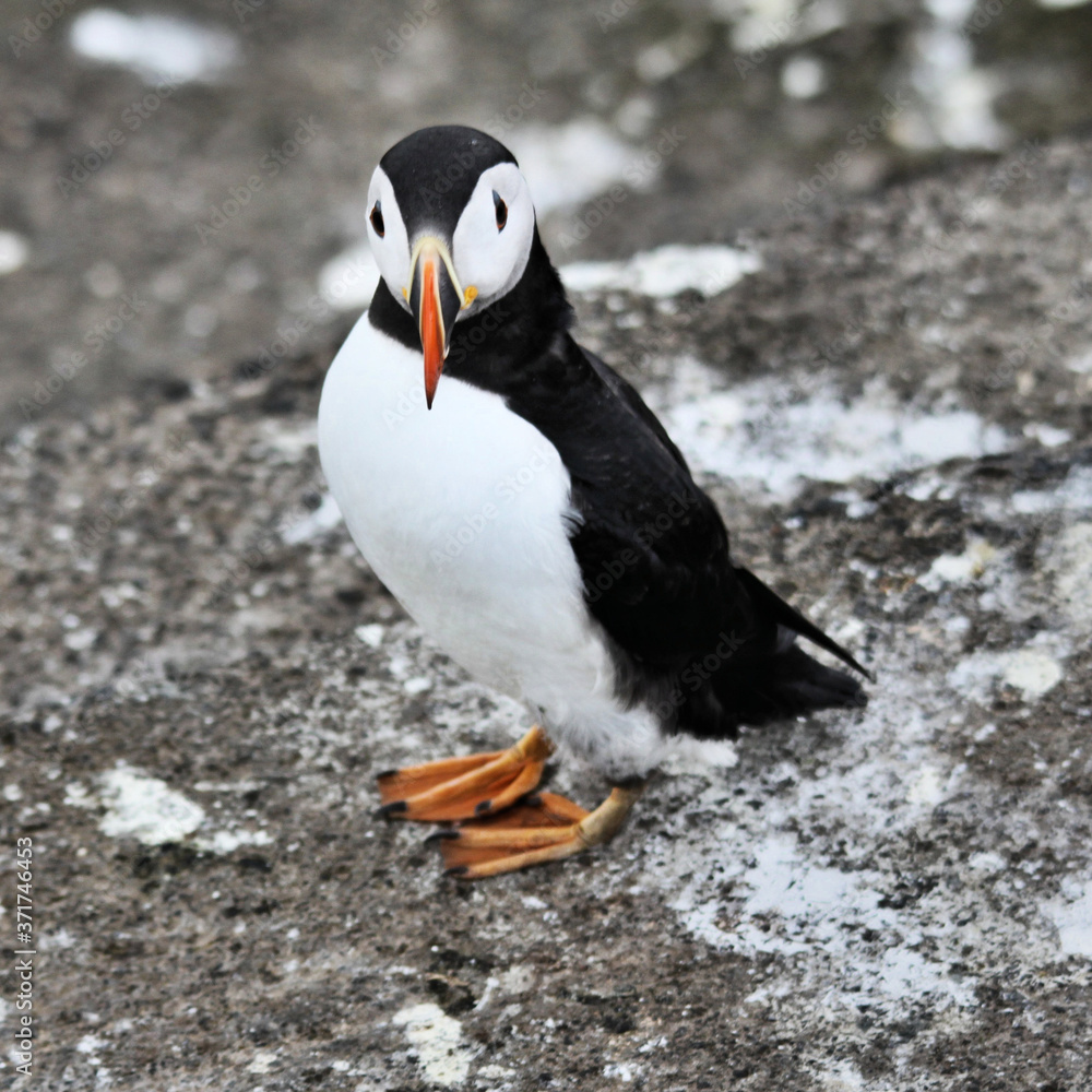 Naklejka premium A view of a Puffin on Farne Islands in the UK