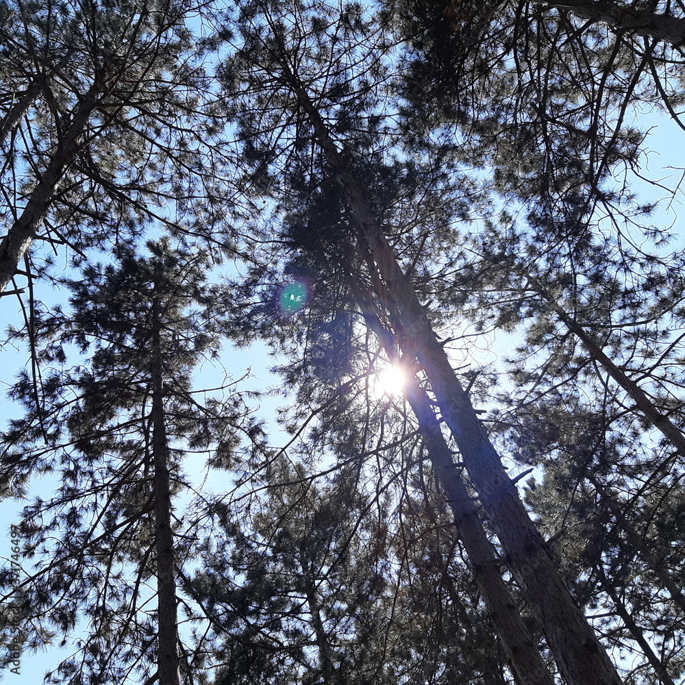 Fototapeta premium trees and sky