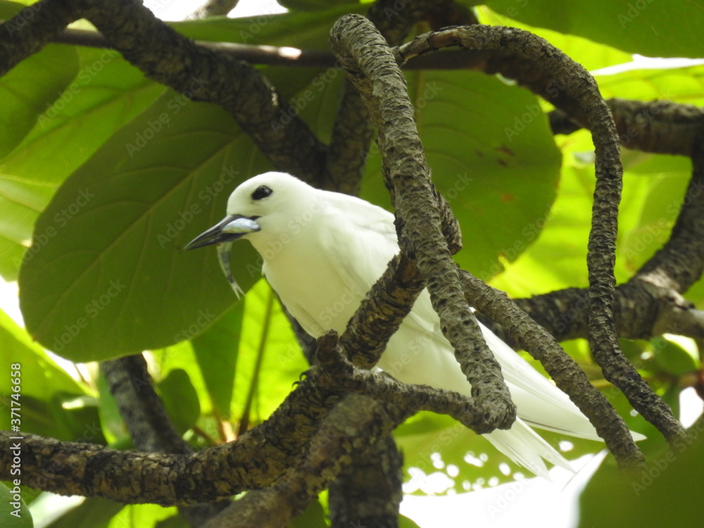 Obraz premium Hawaii White Tern