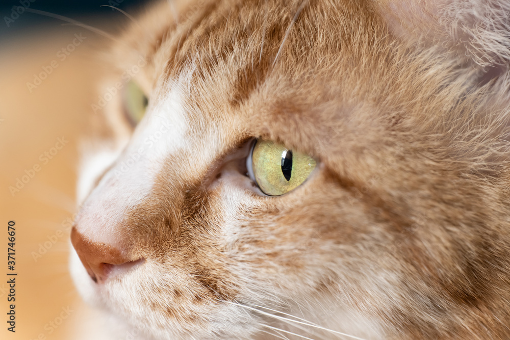 テーブルの上でリラックスする飼い猫 テーブルの上でリラックスする飼い猫