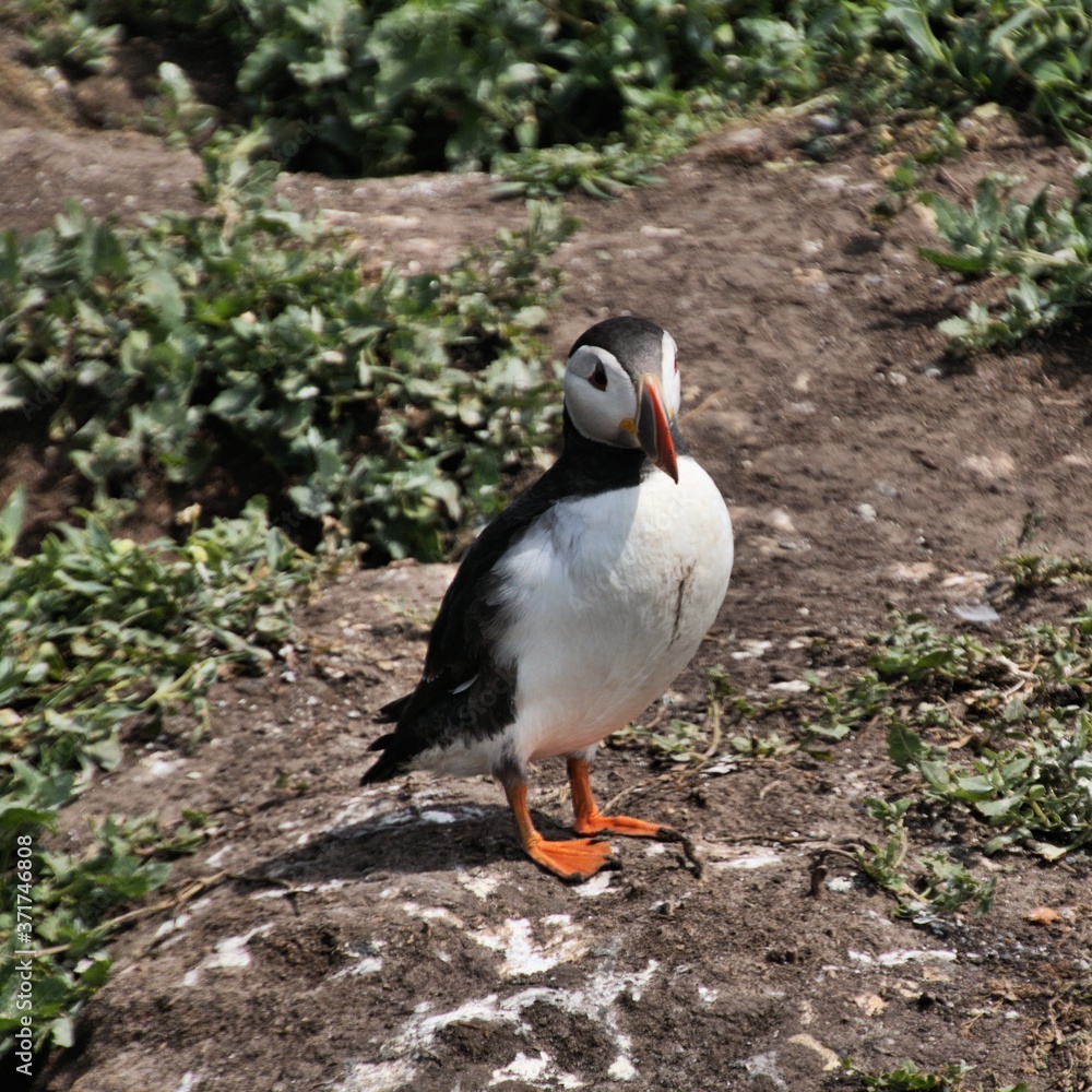Obraz premium A view of a Puffin on Farne Islands
