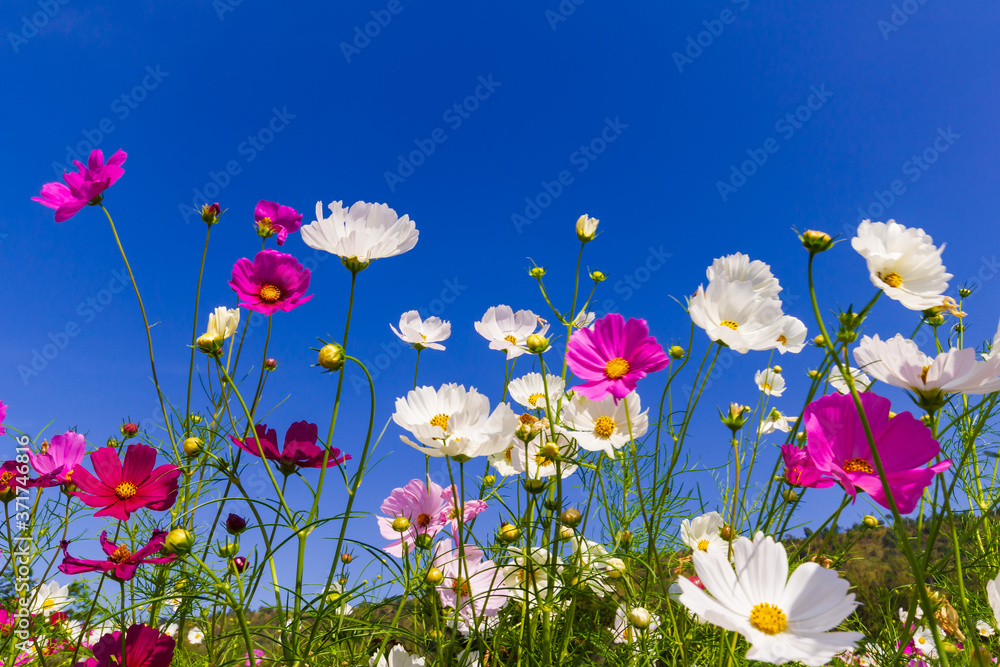 Pink and white cosmos flowers in the garden with blue sky  background