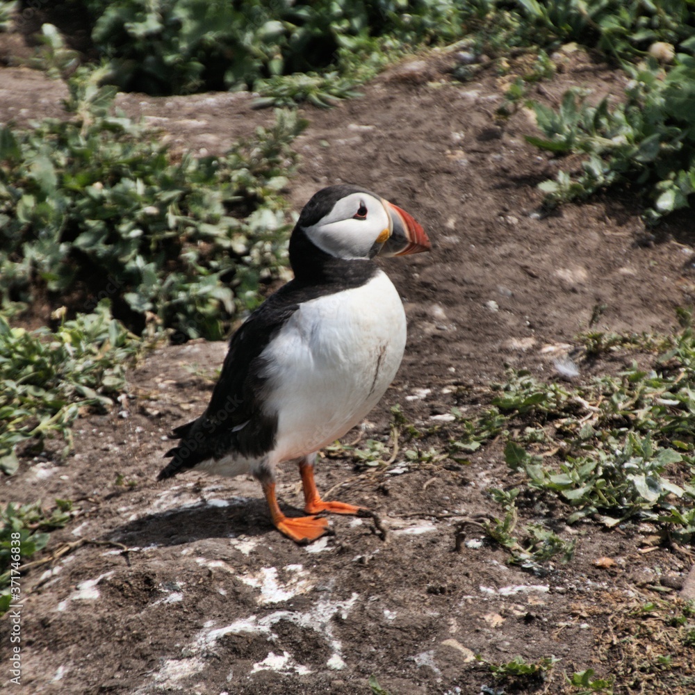 A view of a Puffin on Farne Islands A view of a Puffin on Farne Islands