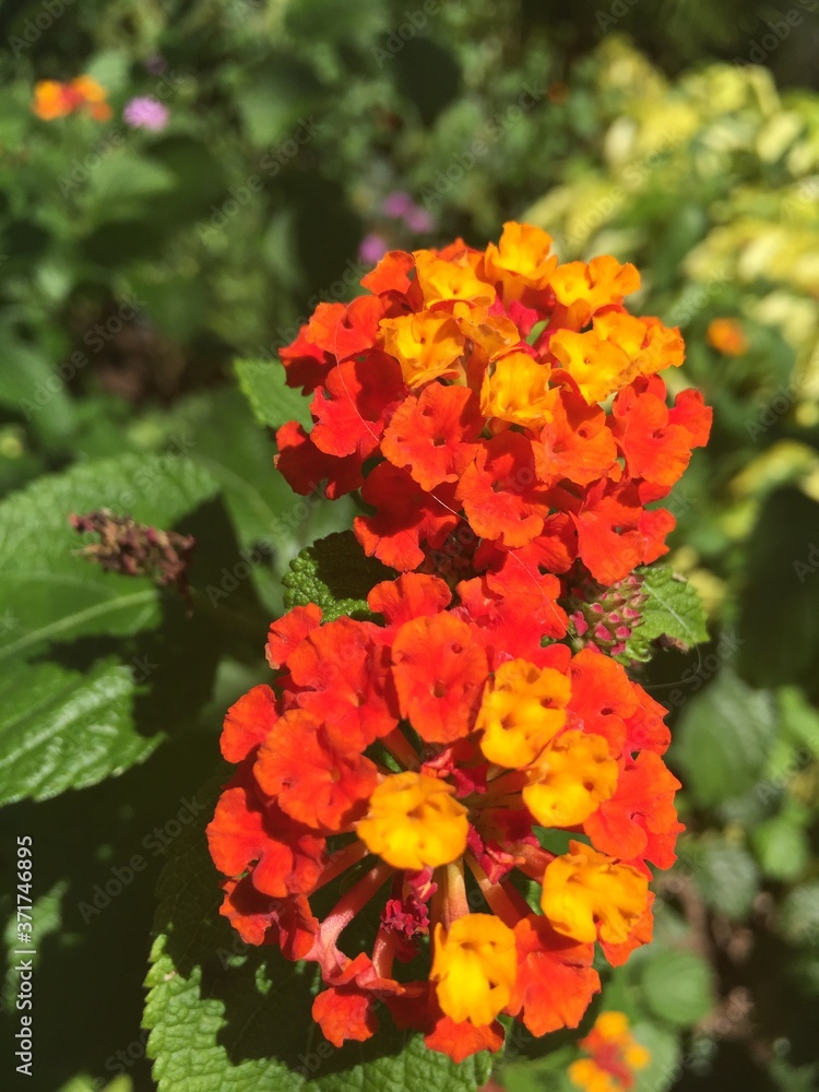 lantana camara flower lantana camara flower
