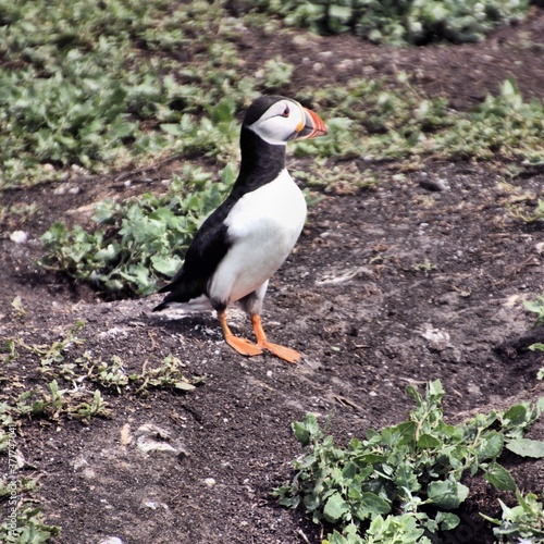 A view of a Puffin on Farne Islands © Simon Edge