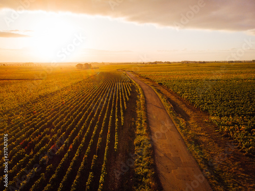 vue aérienne des vignes de Bourgogne au lever de soleil