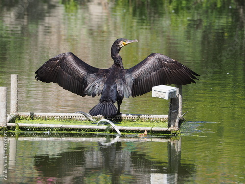 cormoran © vanessa