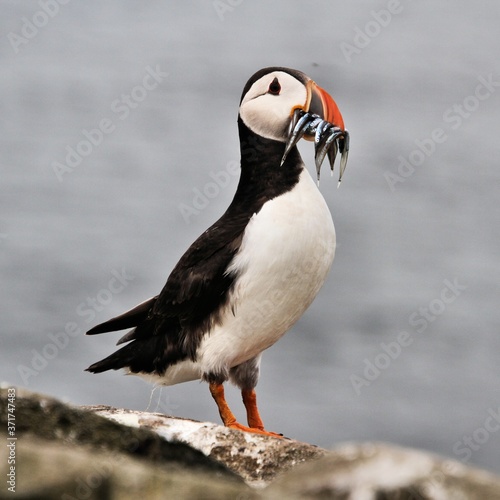 A view of a Puffin with sand eels on Farne Islands © Simon Edge