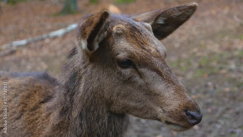 Close up of dear head moving from the right to the left and back to the right, while another deer walks in front of it Close up of dear head moving from the right to the left and back to the right, while another deer walks in front of it