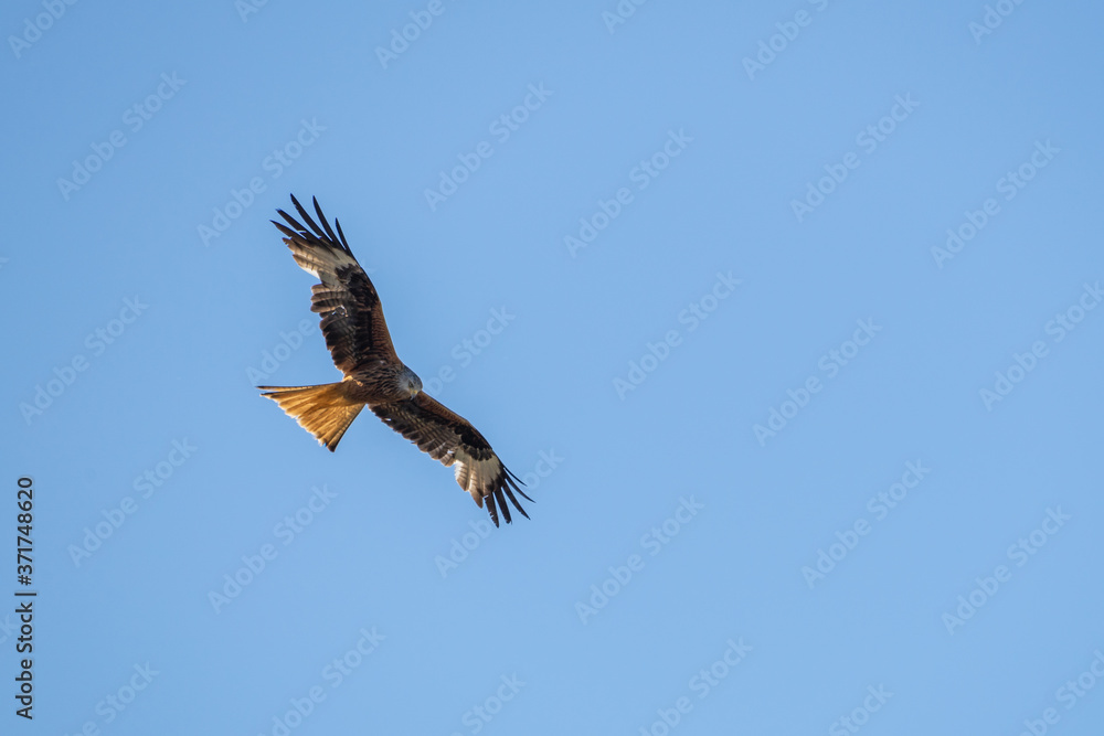 Fototapeta premium Rotmilan auf Futtersuche