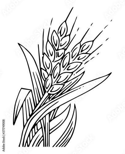 Wheat ears. Outline hand drawing. Isolated vector object on white background. Barley  rye  oats. Symbolic image. For farm products.